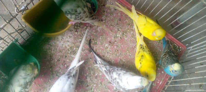 budgie parrot for sale 1