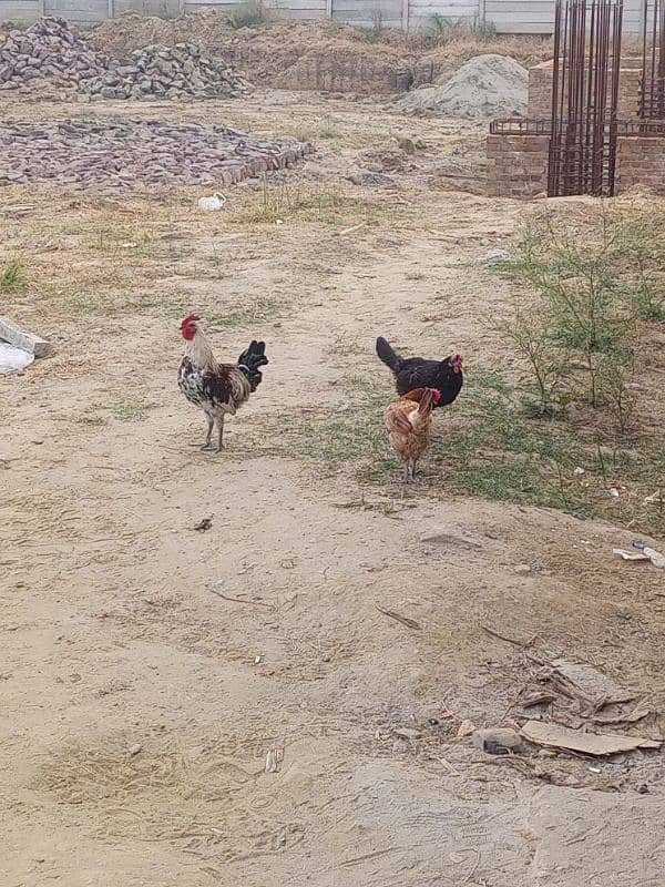 13 hen for sale egg laying chicken 1