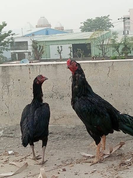 mushka lasani Aseel pair 0