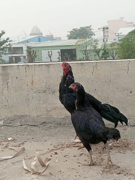 mushka lasani Aseel pair 1