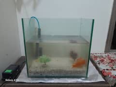 Aquarium For Sale Alongwith 03 Gold Fish and 02 Small Size Fish