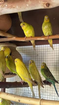 black eyes budgie available