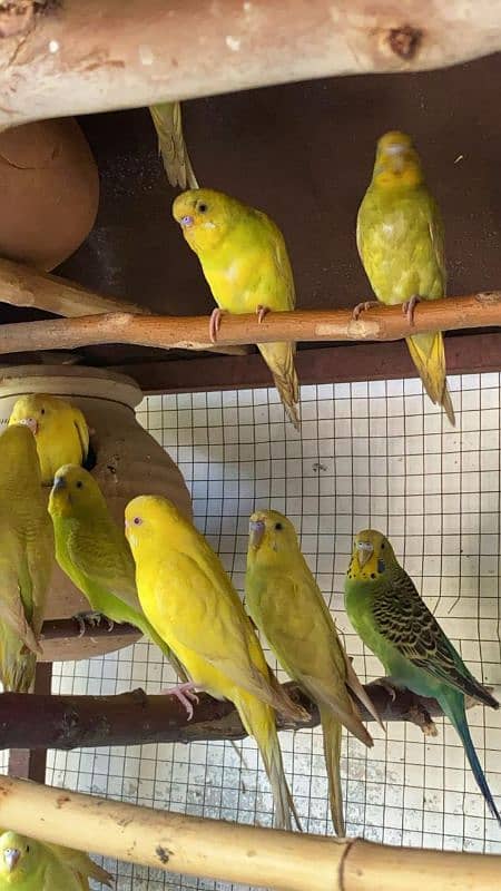 black eyes budgie available 0