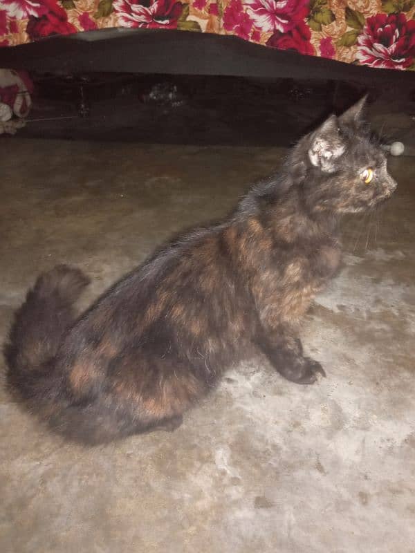 female cat for sale 2