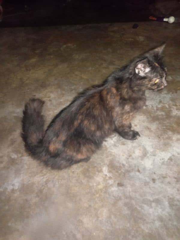 female cat for sale 3