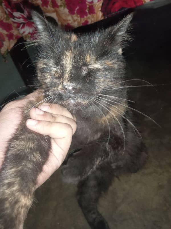 female cat for sale 4