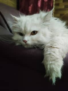 Persian male cat