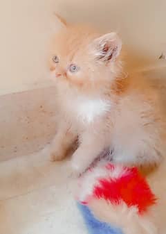 Quality Persian Kittens Available