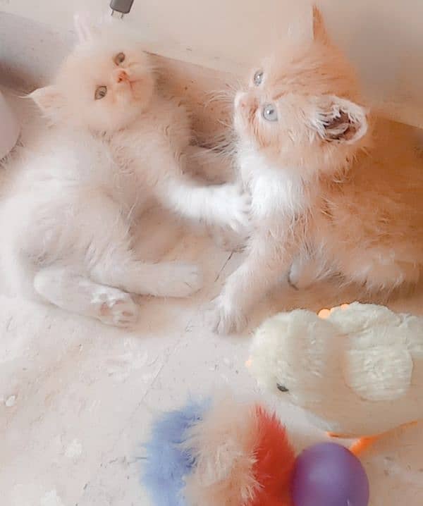 Quality Persian Kittens Available 2