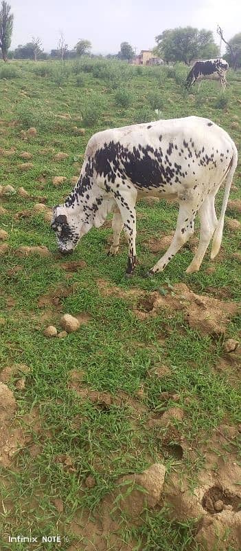 cow for sale 0