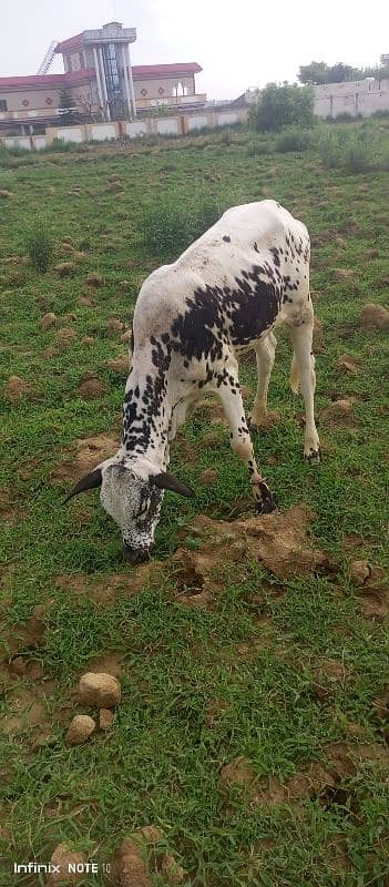 cow for sale 4