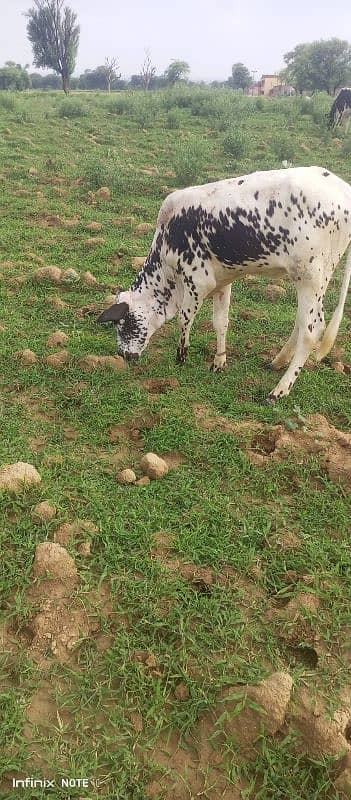 cow for sale 5