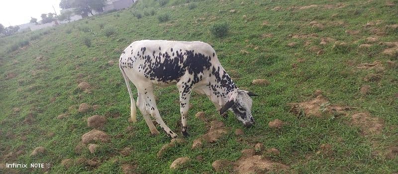 cow for sale 7