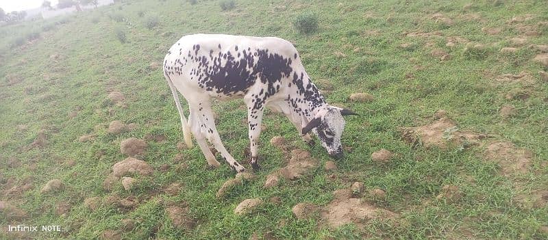 cow for sale 8