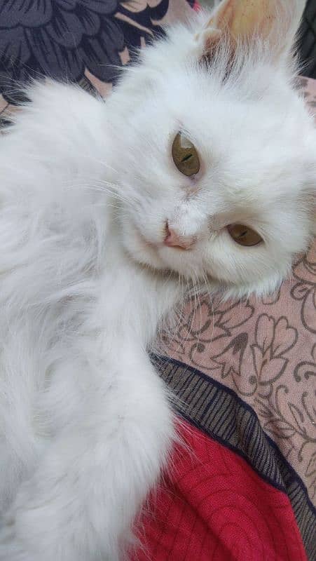 Persian cat 1