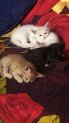 kittens