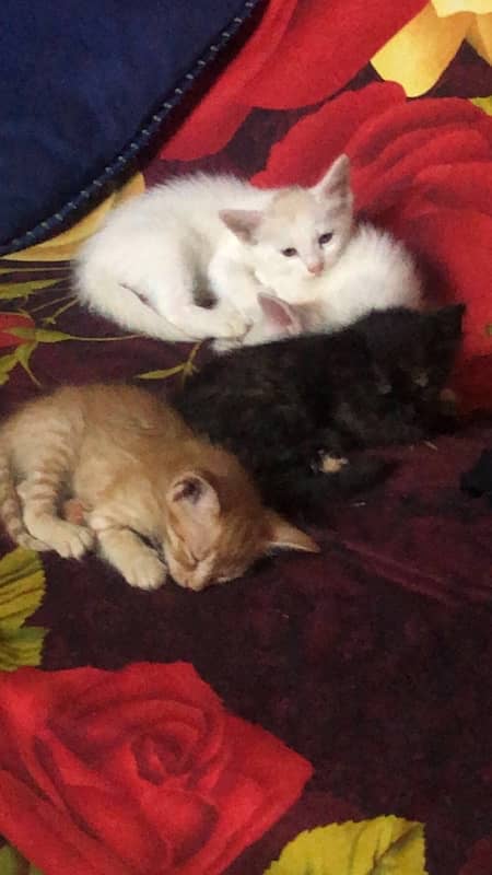 kittens pair for sale 0