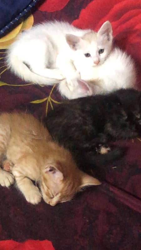 kittens pair for sale 1