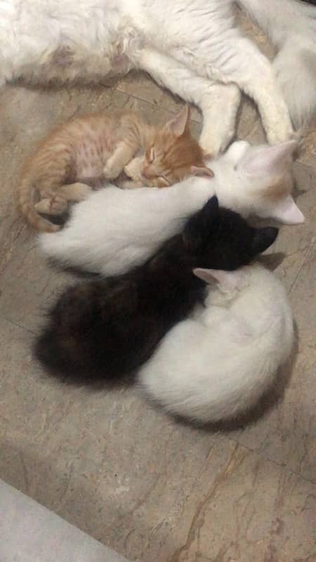 kittens pair for sale 2