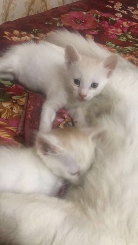 kittens pair for sale 3