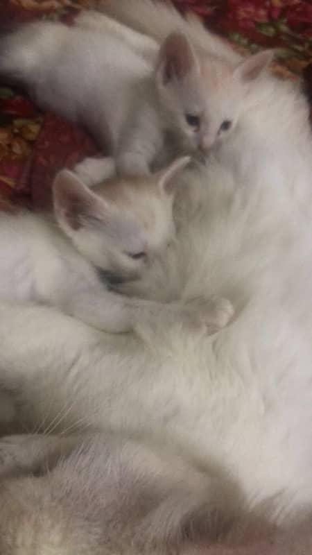 kittens pair for sale 4