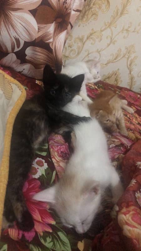 kittens pair for sale 5