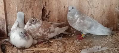 Kasni pishri pigeons for sale urgently.