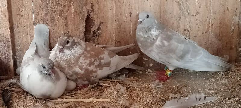 Kasni pishri pigeons for sale urgently. 0