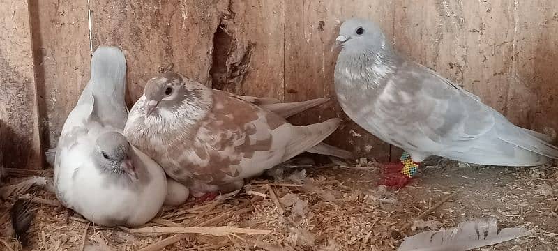 Kasni pishri pigeons for sale urgently. 1