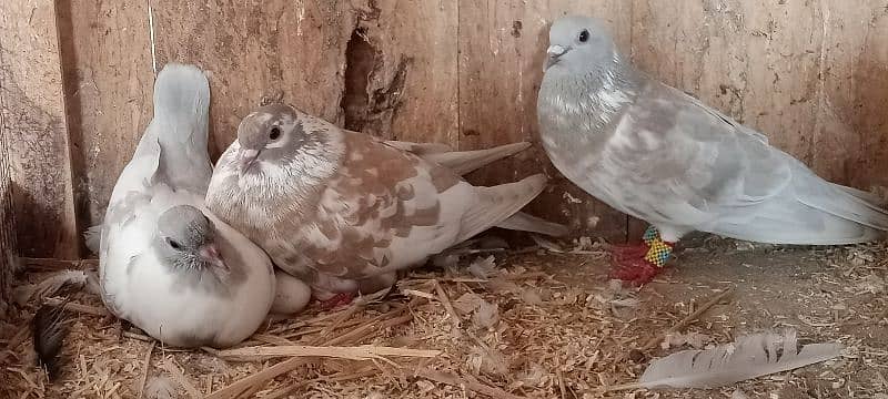 Kasni pishri pigeons for sale urgently. 2