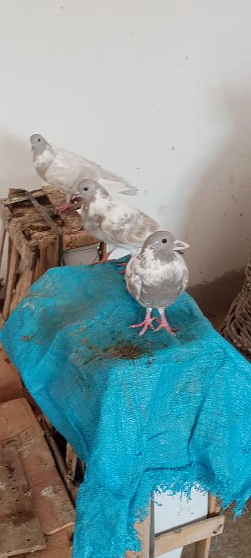 Kasni pishri pigeons for sale urgently. 3