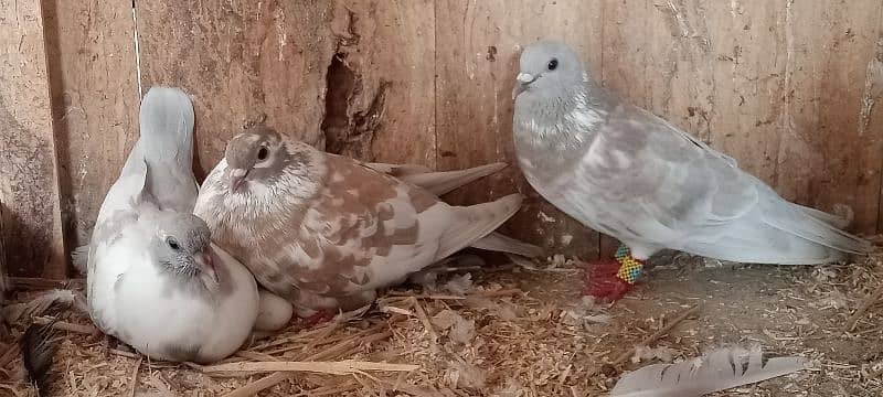 Kasni pishri pigeons for sale urgently. 4