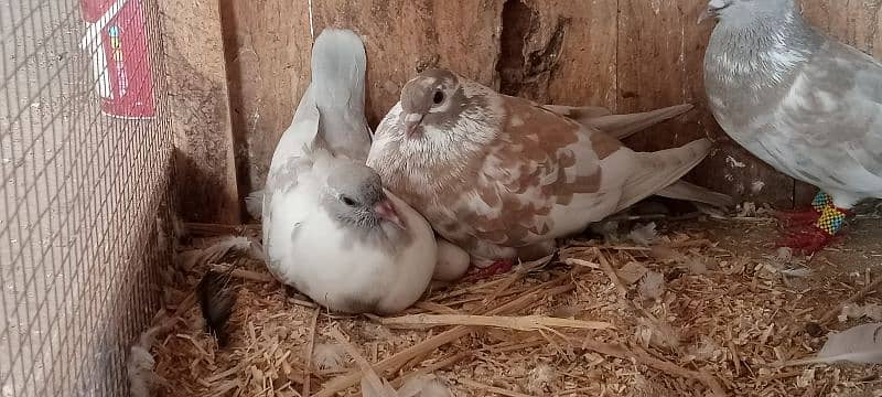 Kasni pishri pigeons for sale urgently. 5