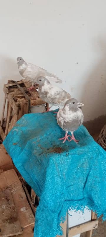 Kasni pishri pigeons for sale urgently. 6