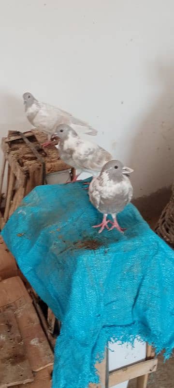 Kasni pishri pigeons for sale urgently. 8