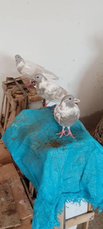 Kasni pishri pigeons for sale urgently. 9