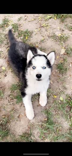 Siberian husky male puppy