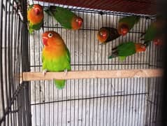 Green Fisher Lovebirds Adult 2 year plus