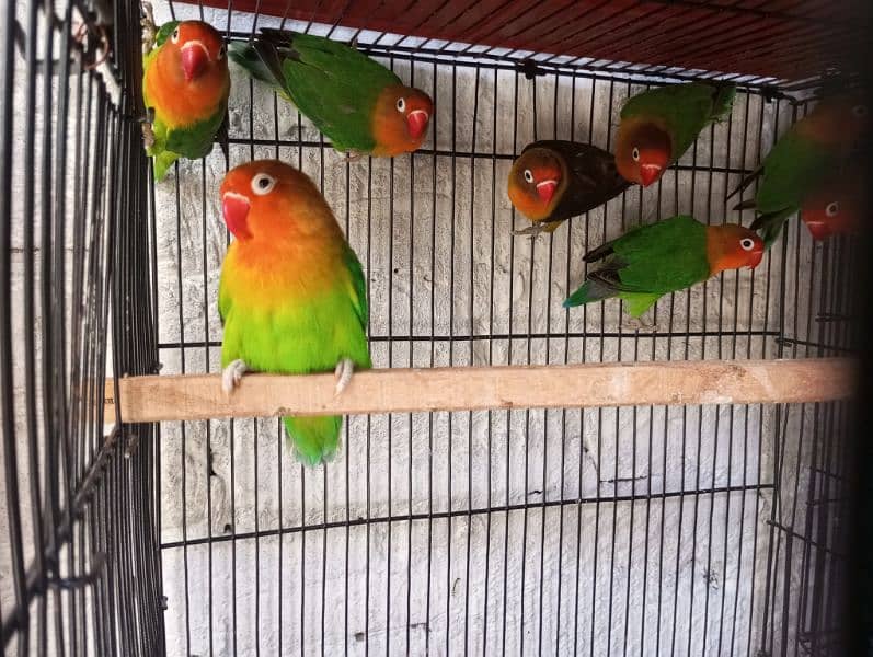 Green Fisher Lovebirds breeder 0