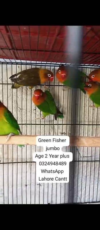 Green Fisher Lovebirds breeder 1