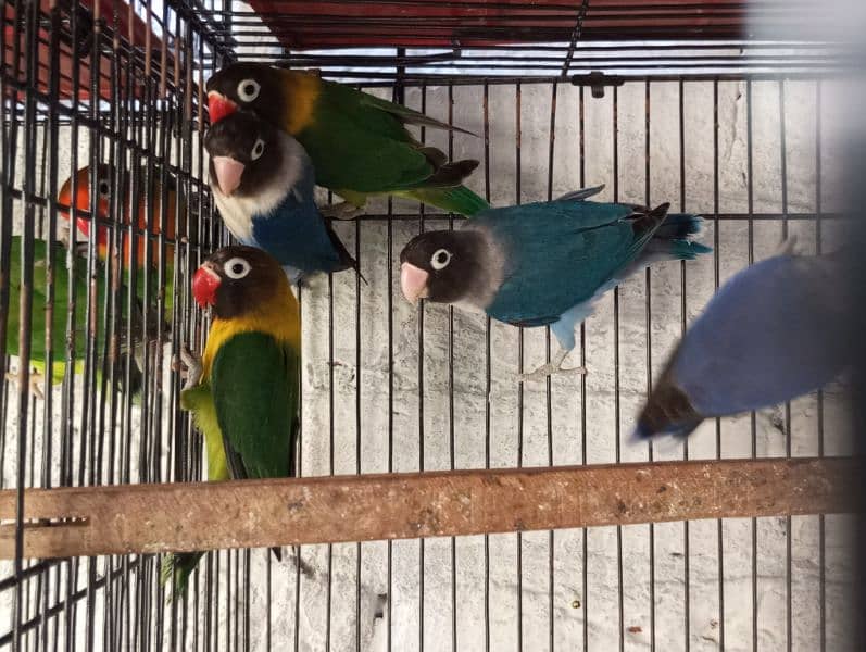 Green Fisher Lovebirds breeder 2