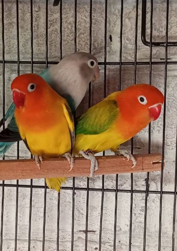 Green Fisher Lovebirds breeder 3