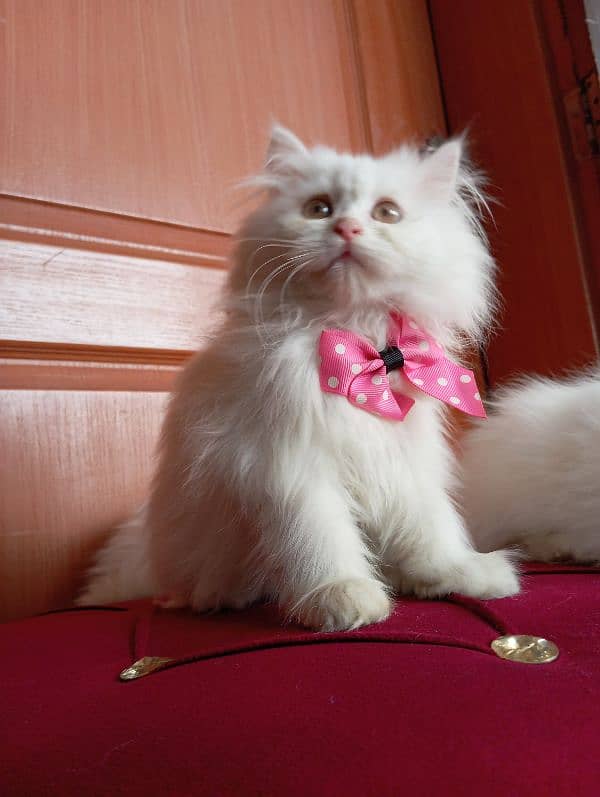 High Quality Persian kittens 3