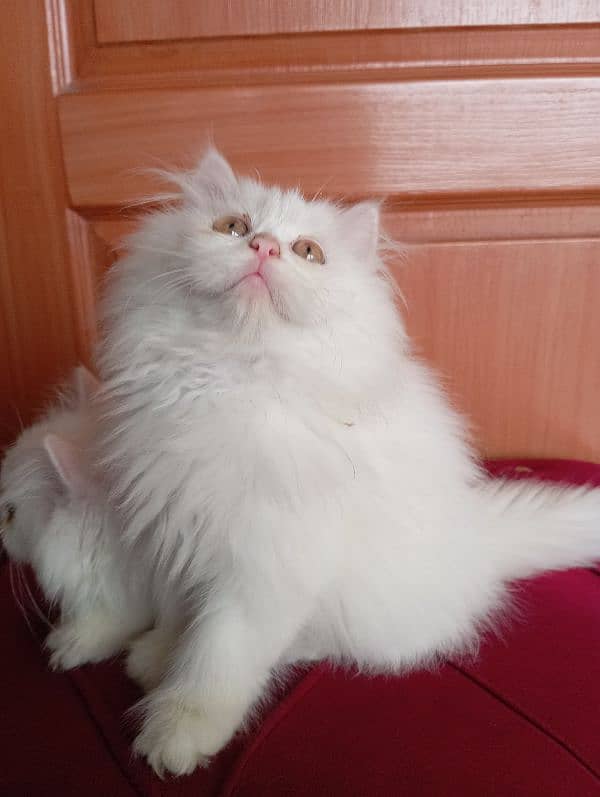 High Quality Persian kittens 4