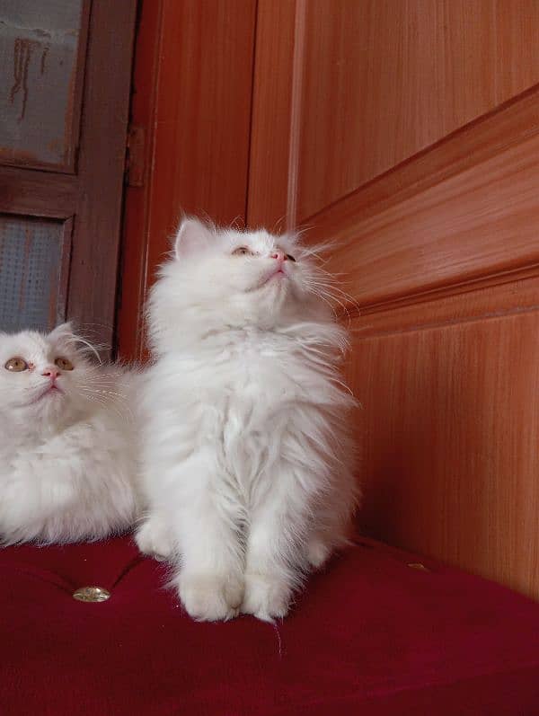 High Quality Persian kittens 7