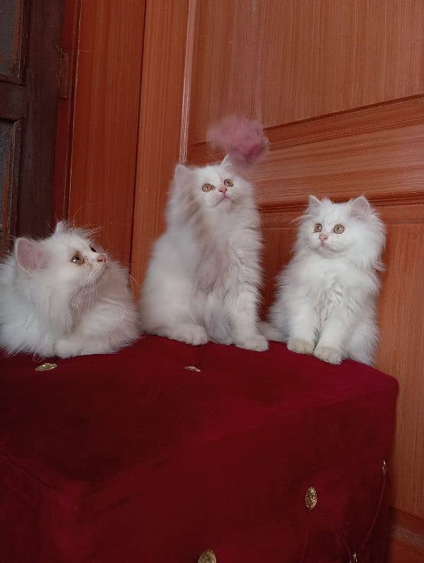 High Quality Persian kittens 10