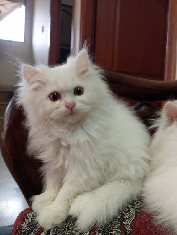 High Quality Persian kittens 11