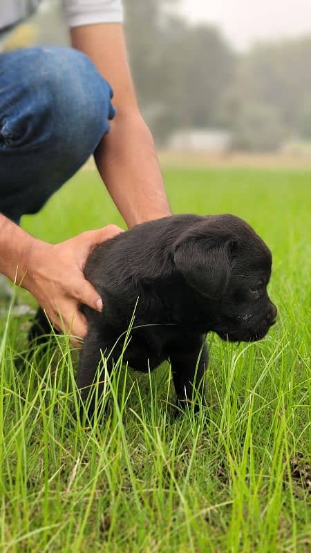 British dog puppy 6