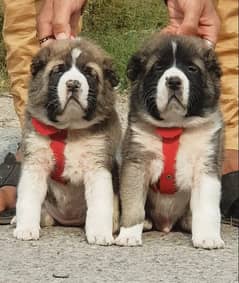 Alabai pair | Alabai Breed | Alabai Puppies | Alabai Pair