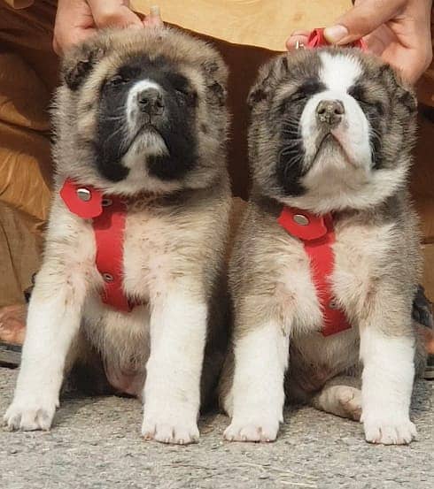 Alabai pair | Alabai Breed | Alabai Puppies | Alabai Pair 2